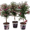 Afbeelding van KP19 Fuchsia stam div Stam
